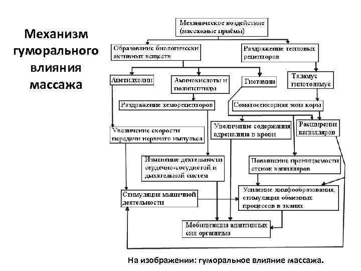 Механизм гуморального влияния массажа На изображении: гуморальное влияние массажа. 