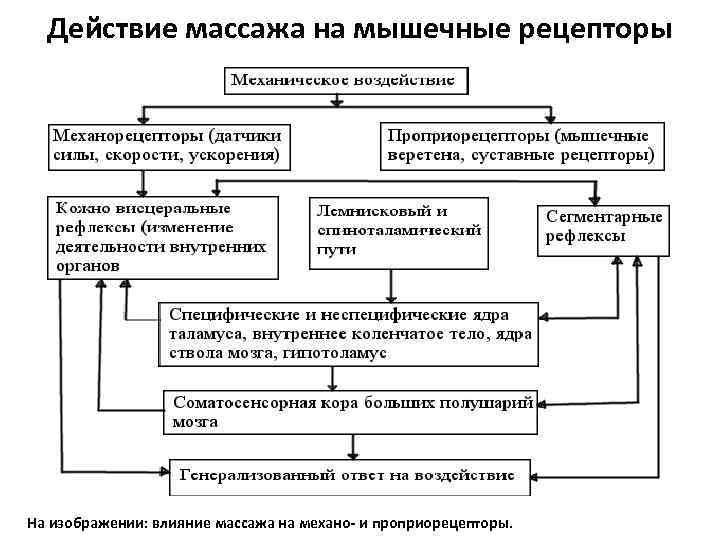 Действие массажа на мышечные рецепторы На изображении: влияние массажа на механо- и проприорецепторы. 