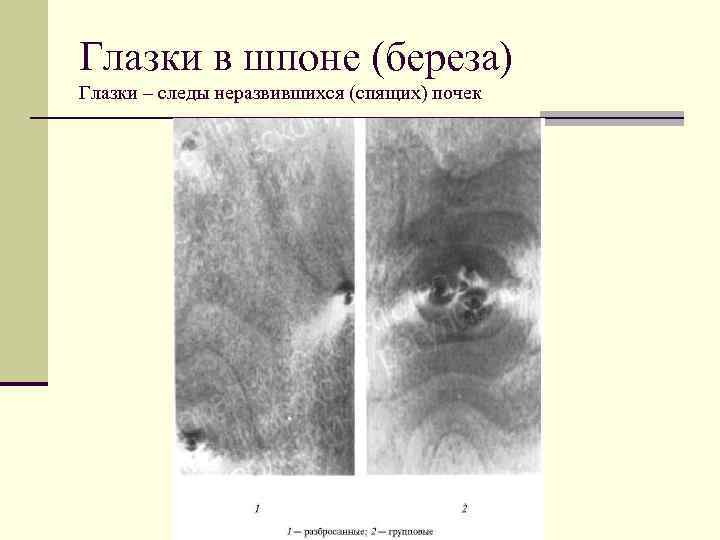 Глазки в шпоне (береза) Глазки – следы неразвившихся (спящих) почек 