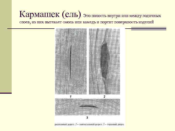 Кармашек (ель) Это полость внутри или между годичных слоев, из них вытекает смола или