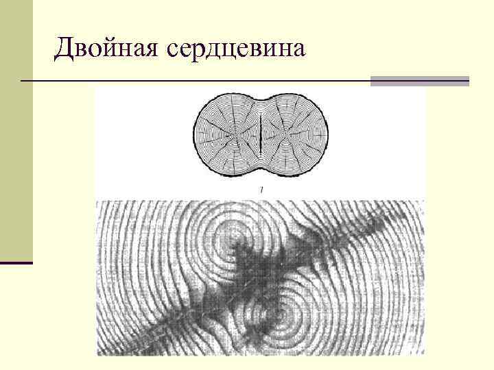 Двойная сердцевина. Пороки древесины двойная сердцевина. Порок древесины двойная сердце вина. Пороки древесины смоляные двойная сердцевина. Пороки ствола двойная сердцевина.