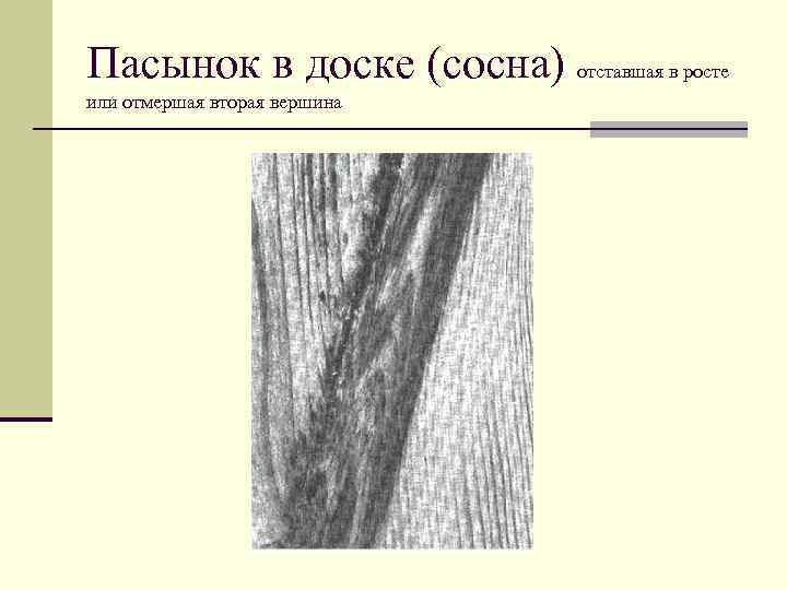 Пасынок это. Пасынок порок древесины. Пороки древесины ГОСТ. Дефекты древесины пасынок. Видимые пороки древесины.