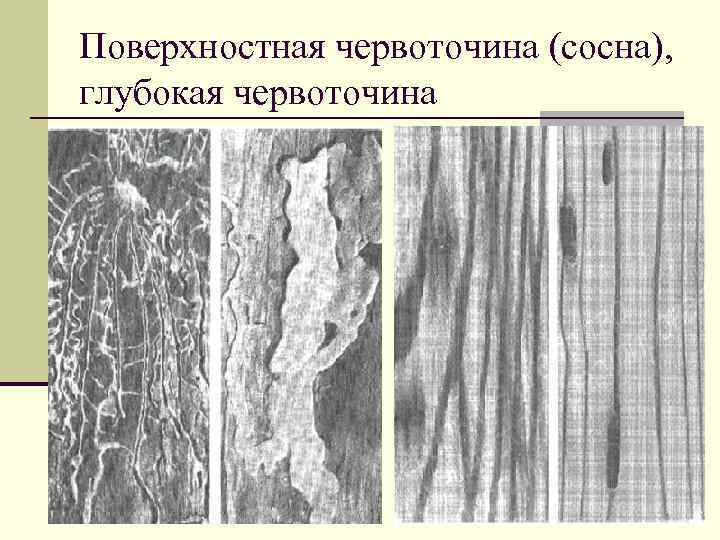 Гост 2140 81 видимые пороки древесины с картинками