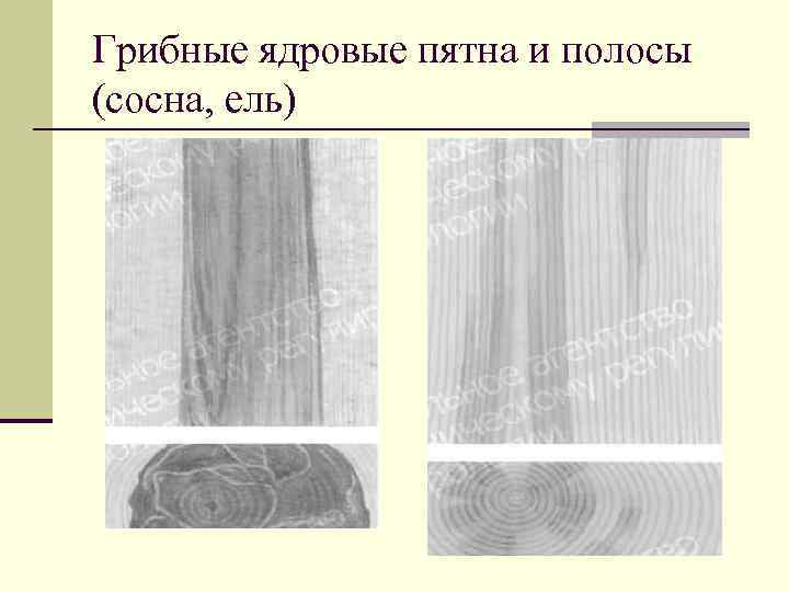 Гост 2140 81 видимые пороки древесины с картинками