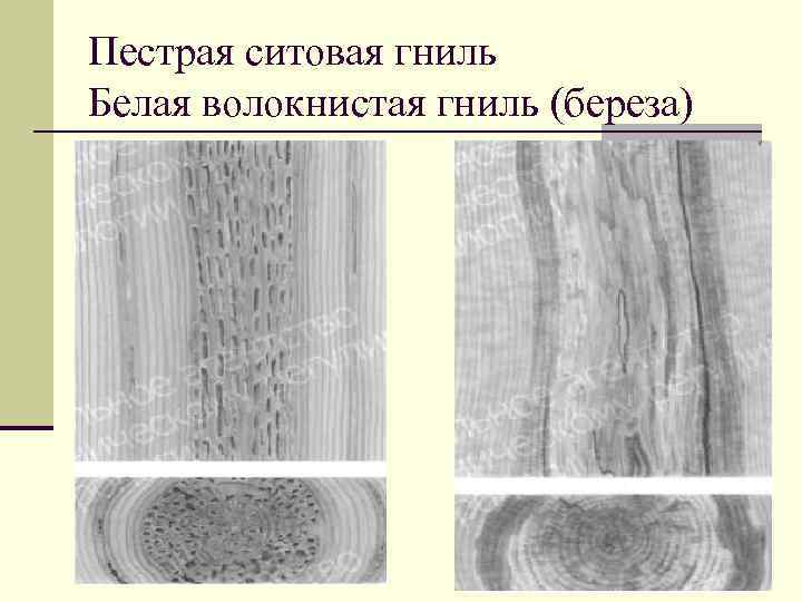 Гост пороки древесины с цветными картинками