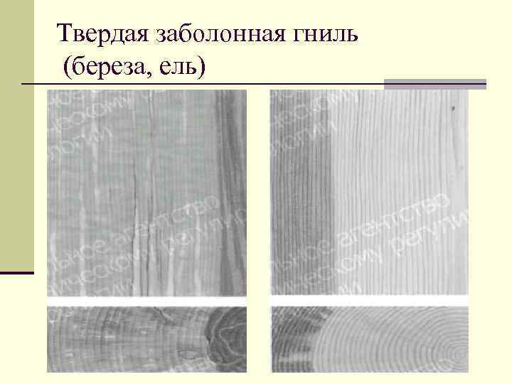 Заболонная гниль древесины фото с описанием