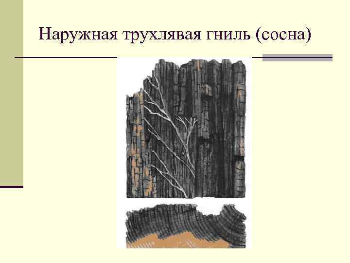 Гост 2140 81 видимые пороки древесины с картинками