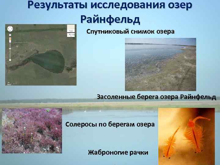 Результаты исследования озер Райнфельд Спутниковый снимок озера Засоленные берега озера Райнфельд Солеросы по берегам