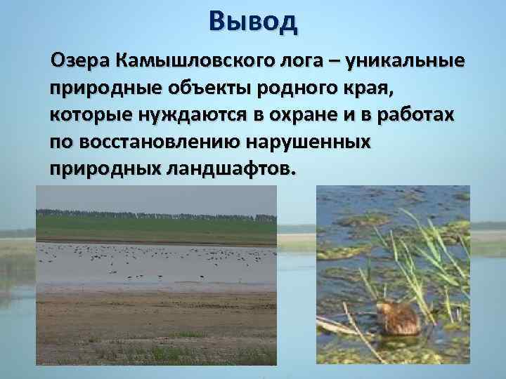 Вывод Озера Камышловского лога – уникальные природные объекты родного края, которые нуждаются в охране
