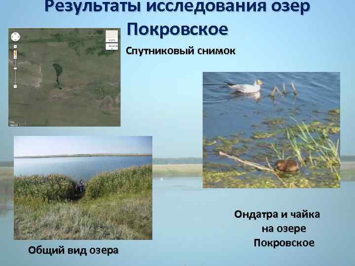 Результаты исследования озер Покровское Спутниковый снимок Общий вид озера Ондатра и чайка на озере