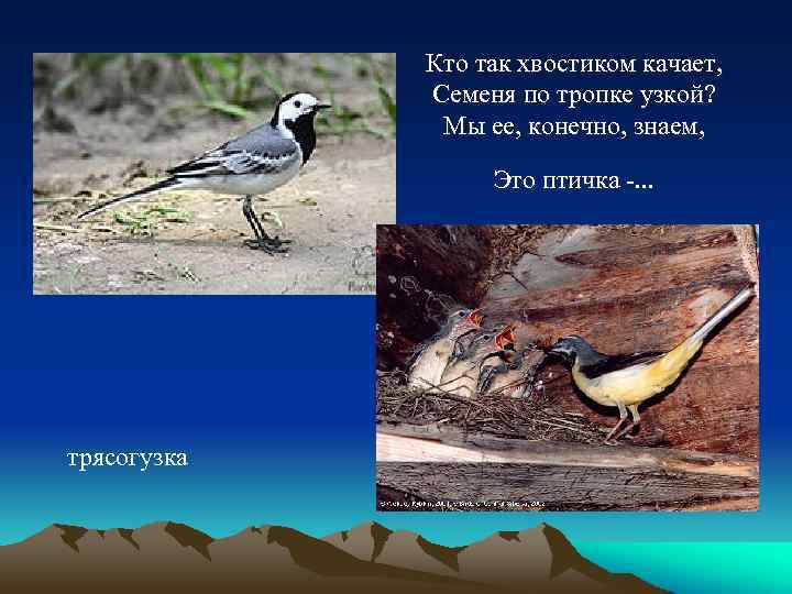 Кто так хвостиком качает, Семеня по тропке узкой? Мы ее, конечно, знаем, Это птичка