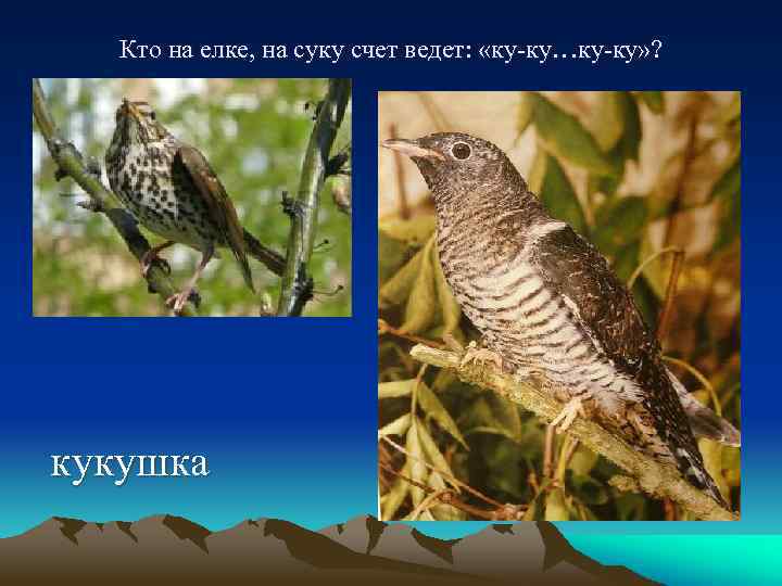 Кто на елке, на суку счет ведет: «ку-ку…ку-ку» ? кукушка 