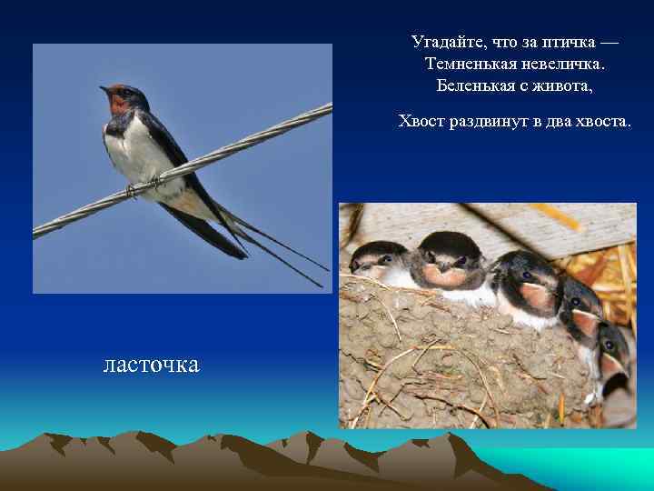 Угадайте, что за птичка — Темненькая невеличка. Беленькая с живота, Xвост раздвинут в два