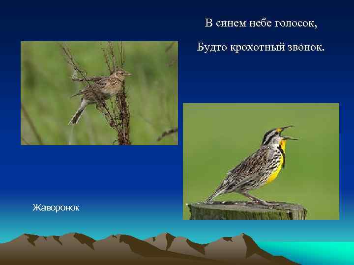 В синем небе голосок, Будто крохотный звонок. Жаворонок 