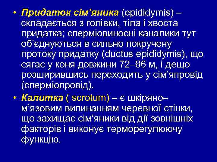  • Придаток сім’яника (epididymis) – складається з голівки, тіла і хвоста придатка; сперміовиносні