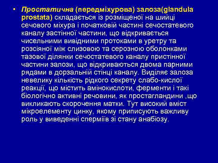  • Простатична (передміхурова) залоза(glandula prostata) складається із розміщеної на шийці сечового міхура і