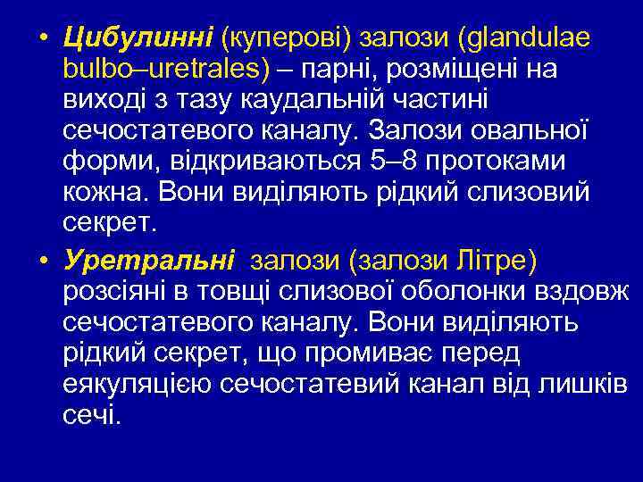  • Цибулинні (куперові) залози (glandulae bulbo–uretrales) – парні, розміщені на виході з тазу