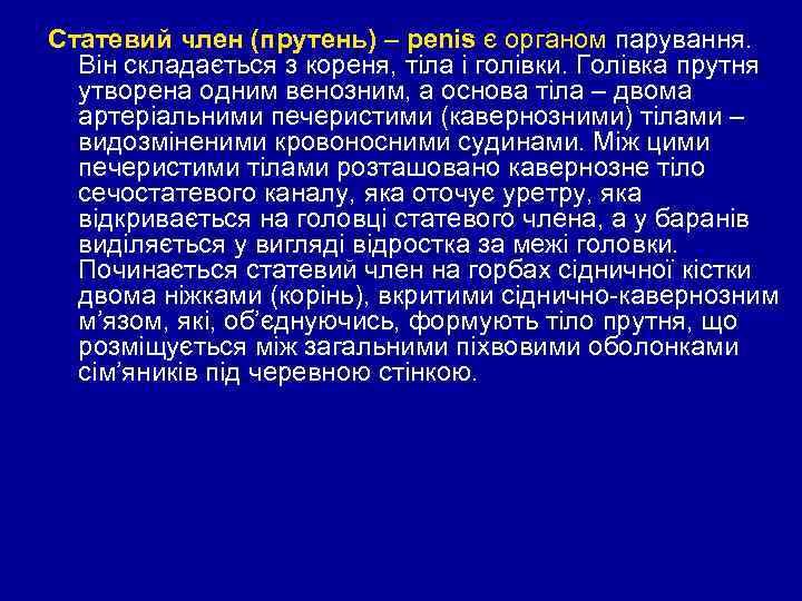 Статевий член (прутень) – penis є органом парування. Він складається з кореня, тіла і