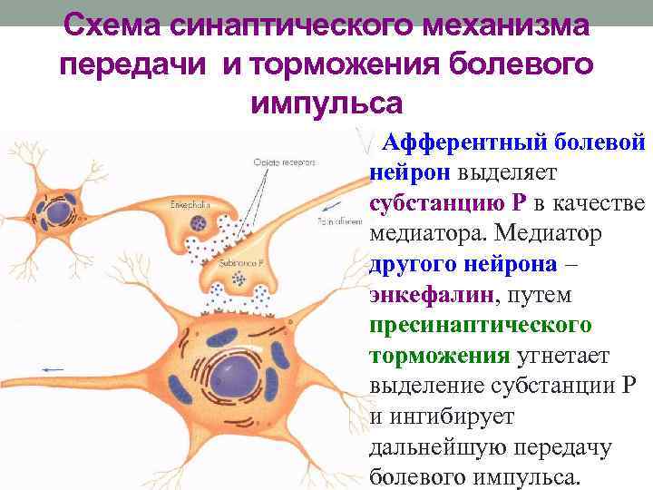 Схема синаптического механизма передачи и торможения болевого импульса Афферентный болевой нейрон выделяет субстанцию Р