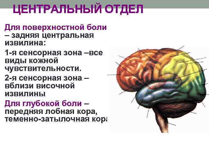 ЦЕНТРАЛЬНЫЙ ОТДЕЛ Для поверхностной боли – задняя центральная извилина: 1 -я сенсорная зона –все