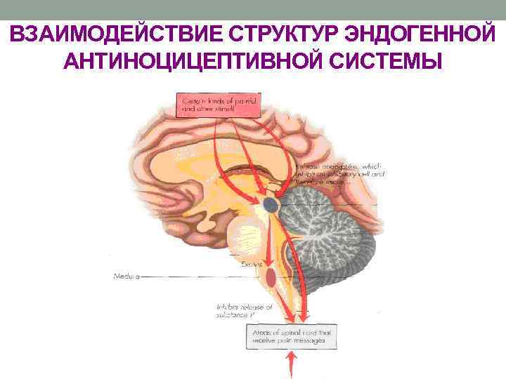 ВЗАИМОДЕЙСТВИЕ СТРУКТУР ЭНДОГЕННОЙ АНТИНОЦИЦЕПТИВНОЙ СИСТЕМЫ 