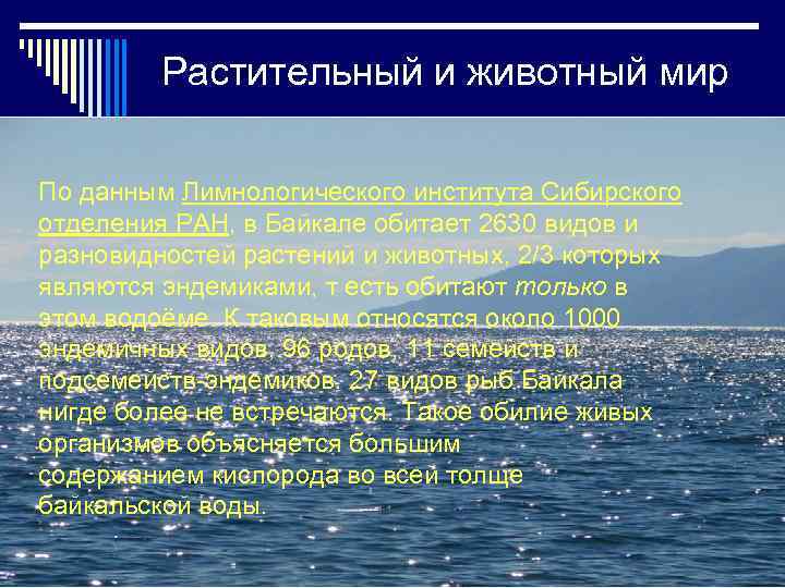 Растительный и животный мир По данным Лимнологического института Сибирского отделения РАН, в Байкале обитает