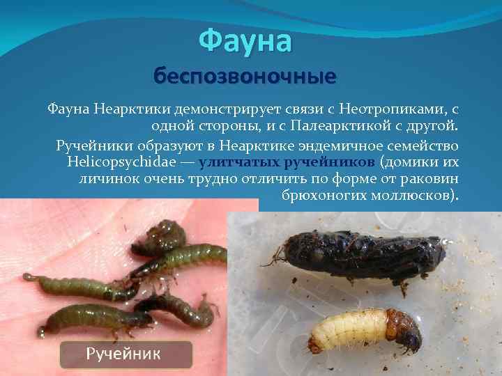 Фауна беспозвоночные Фауна Неарктики демонстрирует связи с Неотропиками, с одной стороны, и с Палеарктикой