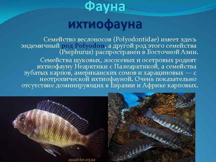 Фауна ихтиофауна Семейство веслоносов (Polyodontidae) имеет здесь эндемичный род Polyodon, а другой род этого