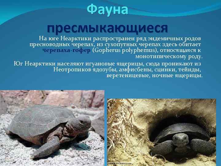 Фауна пресмыкающиеся На юге Неарктики распространен ряд эндемичных родов пресноводных черепах, из сухопутных черепах