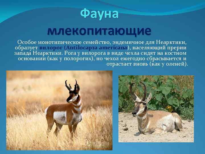 Фауна млекопитающие Особое монотипическое семейство, эндемичное для Неарктики, образует вилорог (Antilocapra americana), населяющий прерии