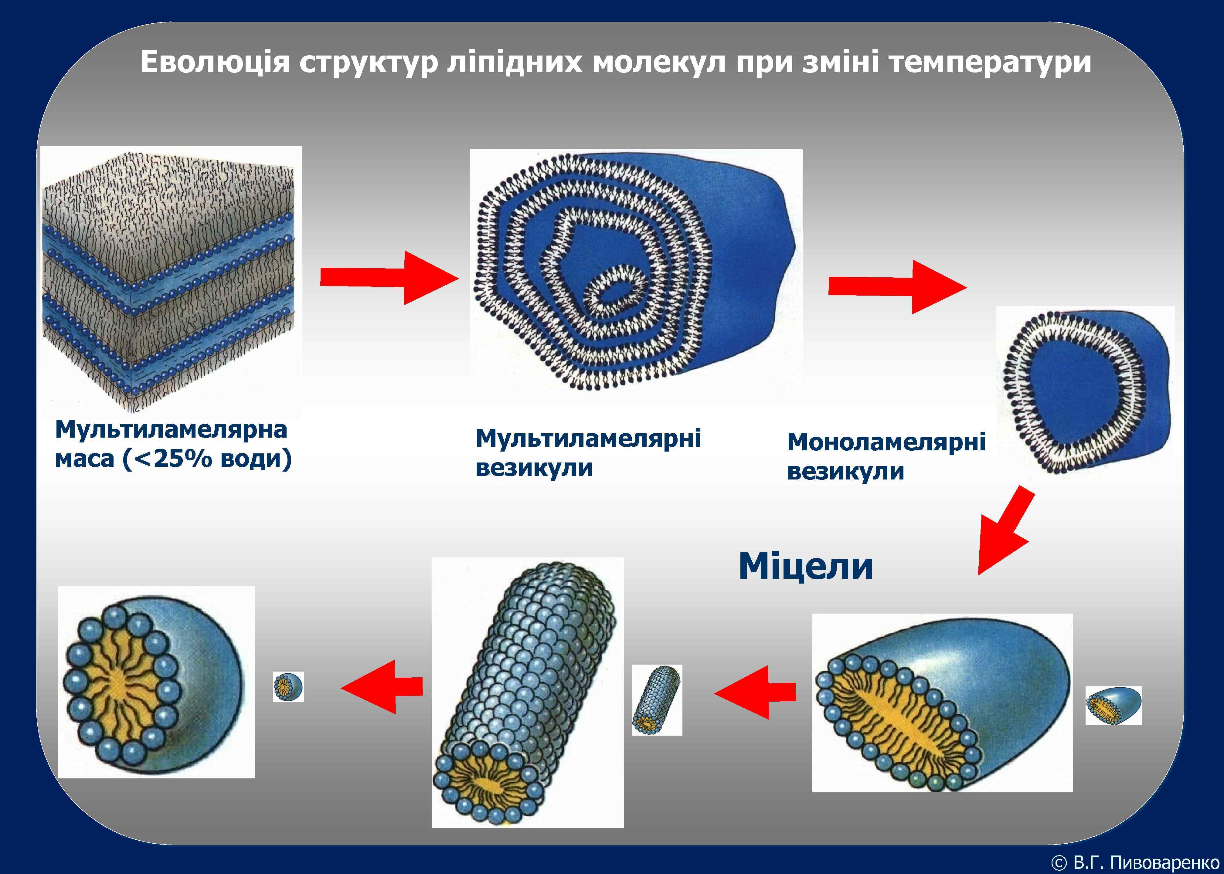 Еволюція структур ліпідних молекул при зміні температури Мультиламелярна маса (<25% води) Мультиламелярні везикули (1: