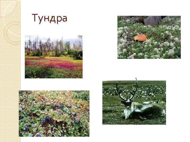 Тундра 