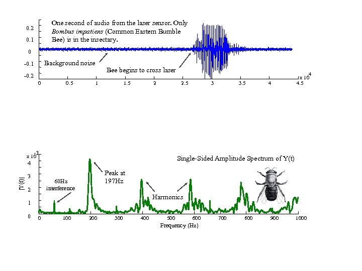 One second of audio from the laser sensor. Only Bombus impatiens (Common Eastern Bumble