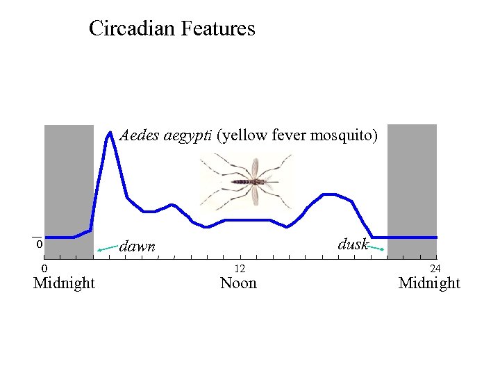 Circadian Features Aedes aegypti (yellow fever mosquito) 0 0 Midnight dusk dawn 12 Noon