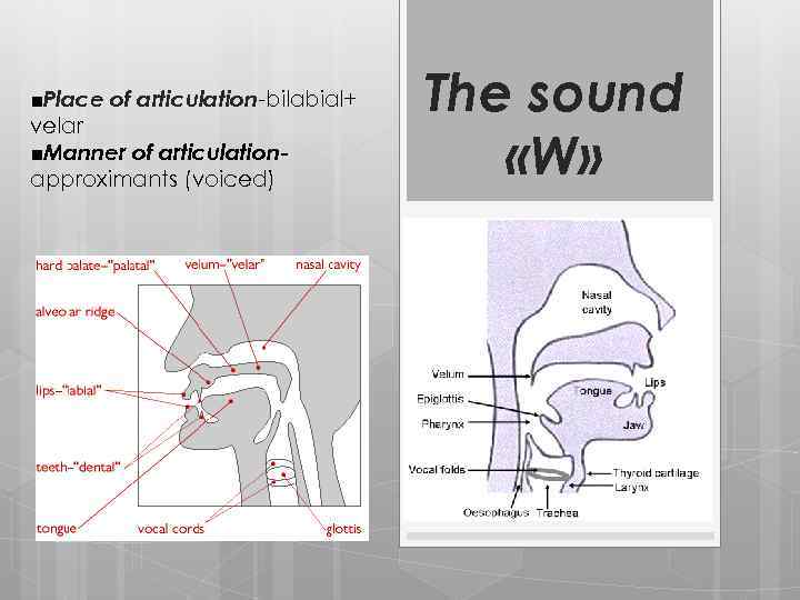 ■Place of articulation-bilabial+ velar ■Manner of articulationapproximants (voiced) The sound «W» 