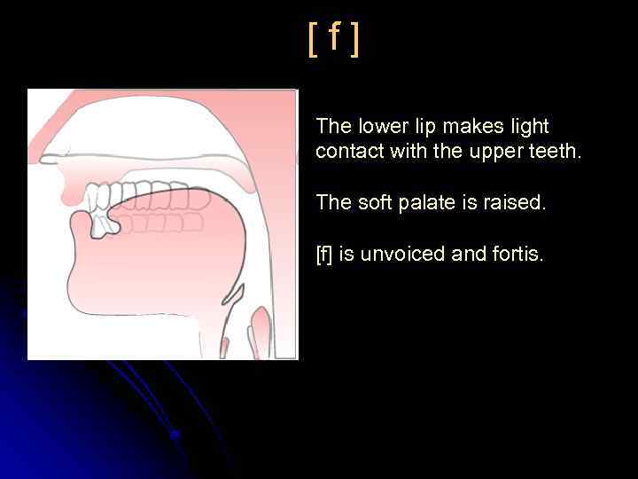 [f] The lower lip makes light contact with the upper teeth. The soft palate