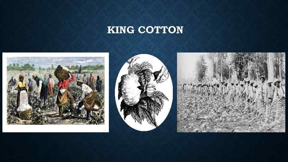 KING COTTON 