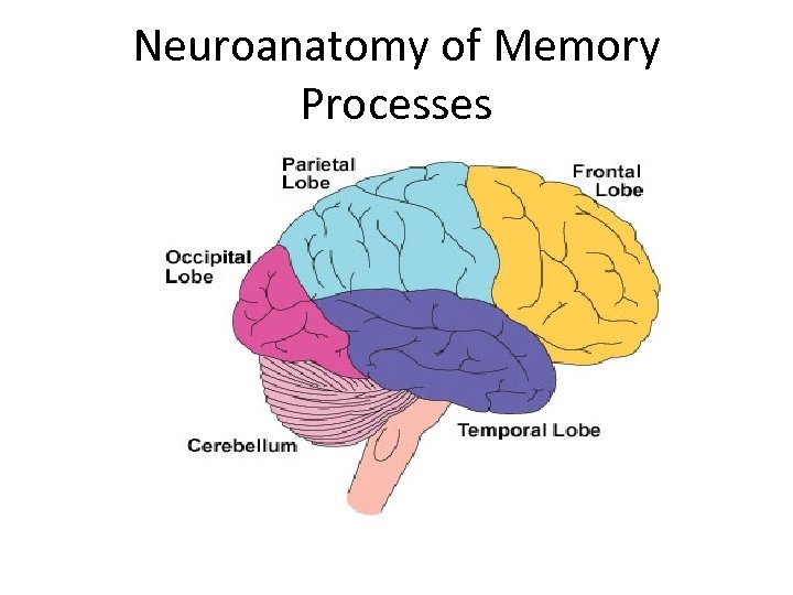 Neuroanatomy of Memory Processes 