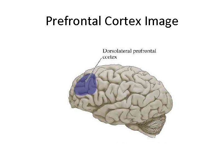 Prefrontal Cortex Image 