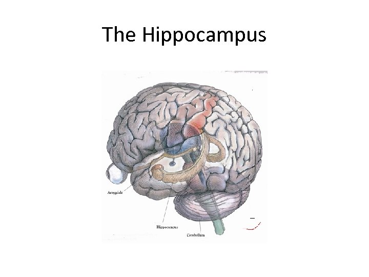 The Hippocampus 