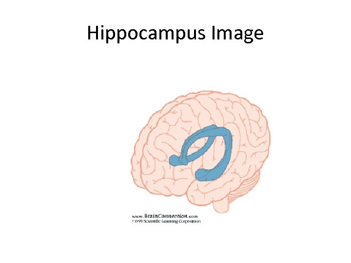 Hippocampus Image 