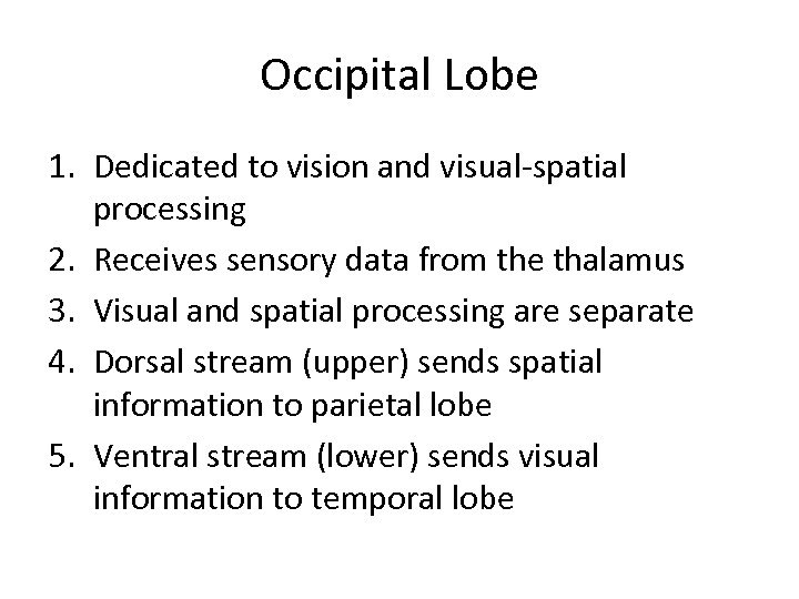 Occipital Lobe 1. Dedicated to vision and visual-spatial processing 2. Receives sensory data from