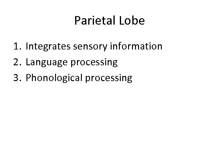 Parietal Lobe 1. Integrates sensory information 2. Language processing 3. Phonological processing 