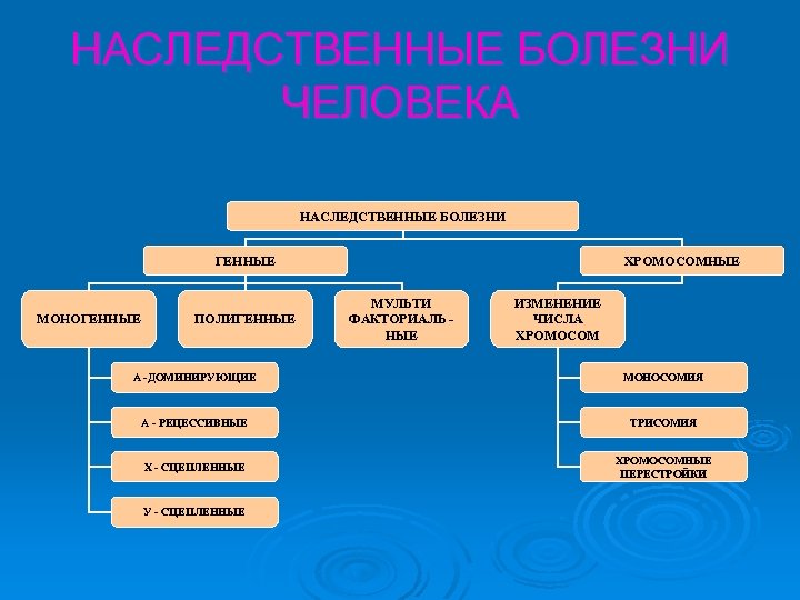 НАСЛЕДСТВЕННЫЕ БОЛЕЗНИ ЧЕЛОВЕКА НАСЛЕДСТВЕННЫЕ БОЛЕЗНИ ГЕННЫЕ МОНОГЕННЫЕ ПОЛИГЕННЫЕ ХРОМОСОМНЫЕ МУЛЬТИ ФАКТОРИАЛЬ НЫЕ ИЗМЕНЕНИЕ ЧИСЛА