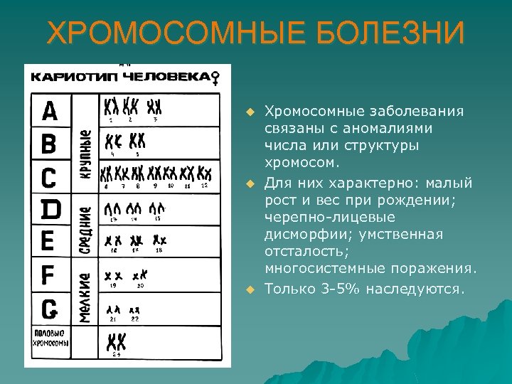 ХРОМОСОМНЫЕ БОЛЕЗНИ u u u Хромосомные заболевания связаны с аномалиями числа или структуры хромосом.