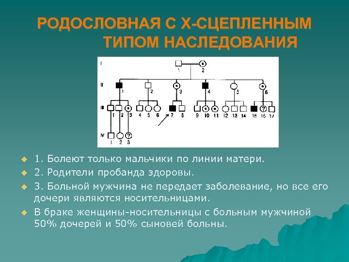 РОДОСЛОВНАЯ С Х-СЦЕПЛЕННЫМ ТИПОМ НАСЛЕДОВАНИЯ u u 1. Болеют только мальчики по линии матери.