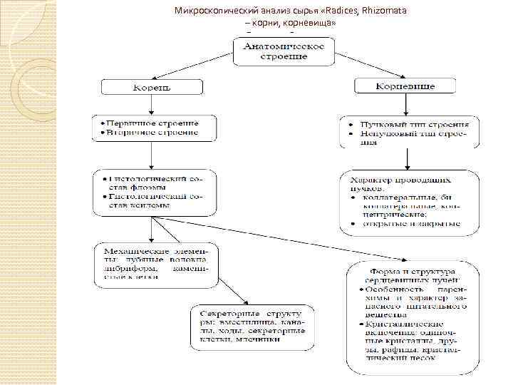 Микроскопический анализ сырья «Radices, Rhizomata – корни, корневища» 