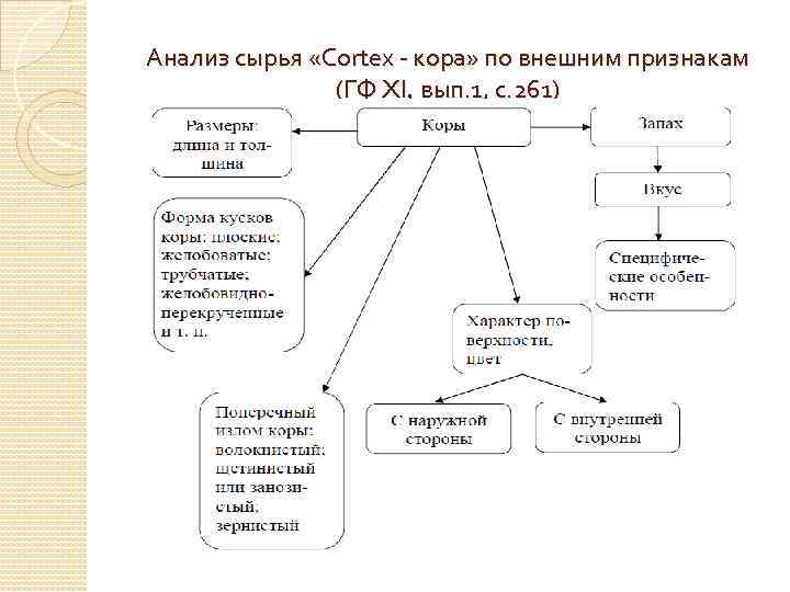 Анализ сырья «Cortex - кора» по внешним признакам (ГФ XI, вып. 1, с. 261)