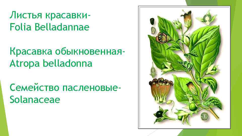Листья красавки. Folia Belladannae Красавка обыкновенная. Atropa belladonna Семейство пасленовые. Solanaceae 