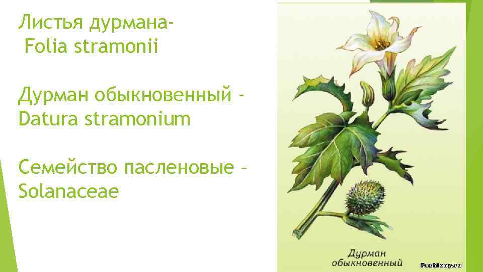 Листья дурмана. Folia stramonii Дурман обыкновенный Datura stramonium Семейство пасленовые – Solanaceae 